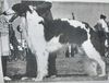 Profile picture of the animal