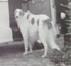 Profile picture of the animal