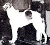 Profile picture of the animal