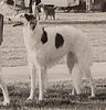 Profile picture of the animal