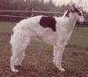 Profile picture of the animal