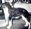 Profile picture of the animal