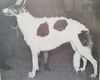 Profile picture of the animal
