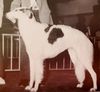 Profile picture of the animal