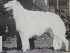 Profile picture of the animal