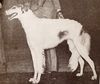 Profile picture of the animal