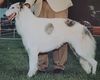 Profile picture of the animal