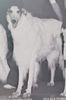 Profile picture of the animal