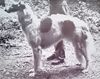 Profile picture of the animal
