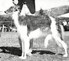 Profile picture of the animal