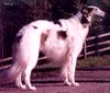 Profile picture of the animal