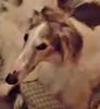 Profile picture of the animal