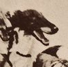 Profile picture of the animal