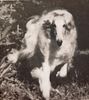 Profile picture of the animal