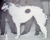 Profile picture of the animal