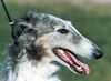 Profile picture of the animal