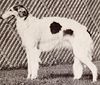 Profile picture of the animal