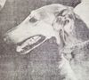 Profile picture of the animal