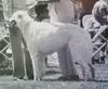 Profile picture of the animal