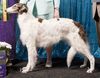 Profile picture of the animal