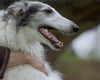 Profile picture of the animal