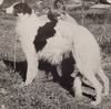 Profile picture of the animal