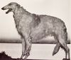 Profile picture of the animal