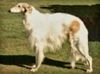 Profile picture of the animal