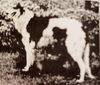 Profile picture of the animal