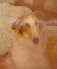 Profile picture of the animal