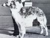Profile picture of the animal