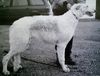 Profile picture of the animal