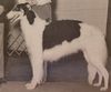 Profile picture of the animal