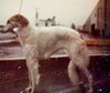 Profile picture of the animal