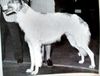 Profile picture of the animal