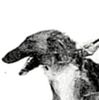 Profile picture of the animal