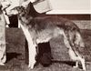 Profile picture of the animal