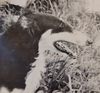 Profile picture of the animal