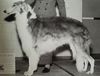 Profile picture of the animal