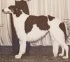 Profile picture of the animal