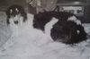 Profile picture of the animal