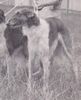 Profile picture of the animal
