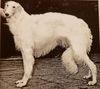 Profile picture of the animal