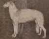 Profile picture of the animal