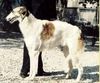 Profile picture of the animal