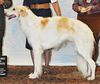 Profile picture of the animal