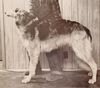 Profile picture of the animal