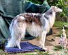 Profile picture of the animal