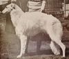 Profile picture of the animal