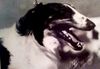 Profile picture of the animal